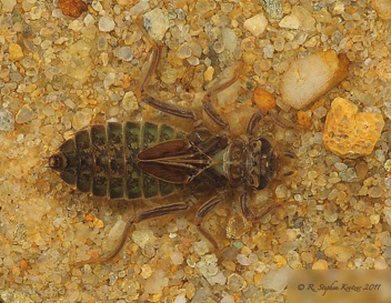 Stenogomphurus rogersi, nymph